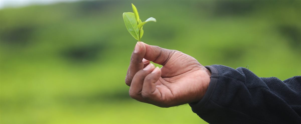 2016 Sri Lanka tender tea leaf
