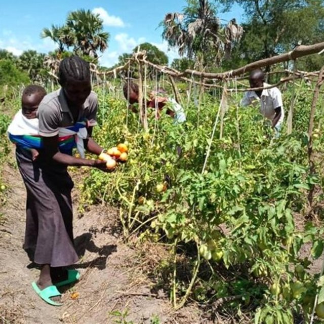 Using Climate Smart Agriculture to support the refugee community in Uganda to become food secure.