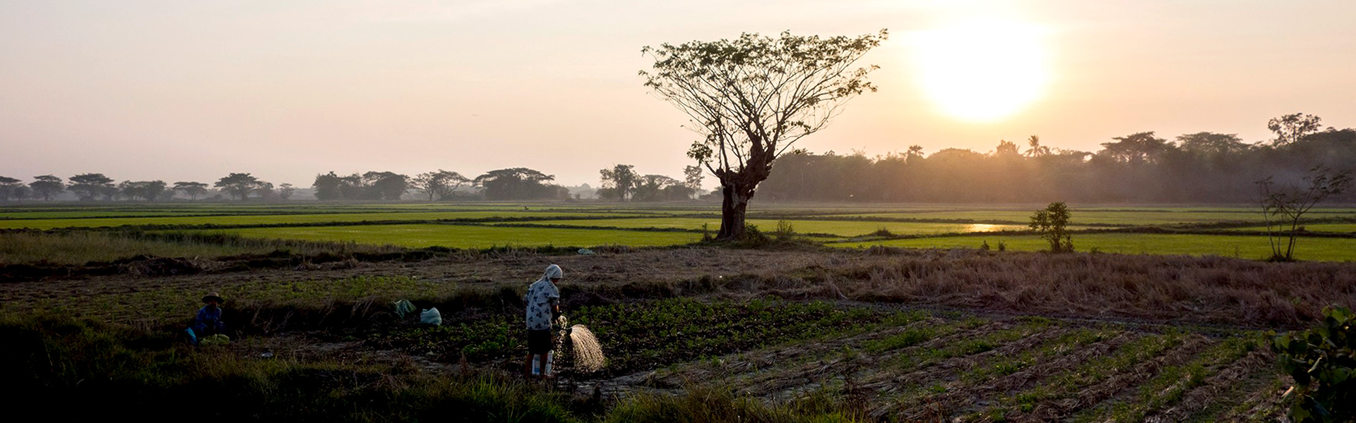 myanmar-landscape-farmer