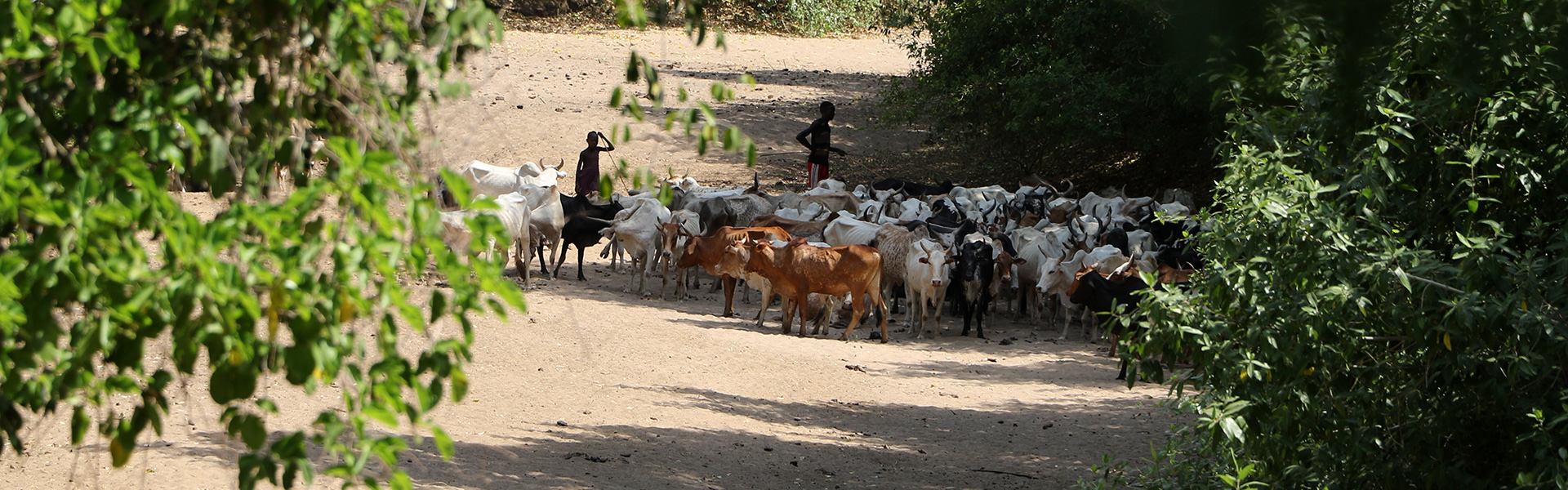 south-sudan-kuron-village-cattle