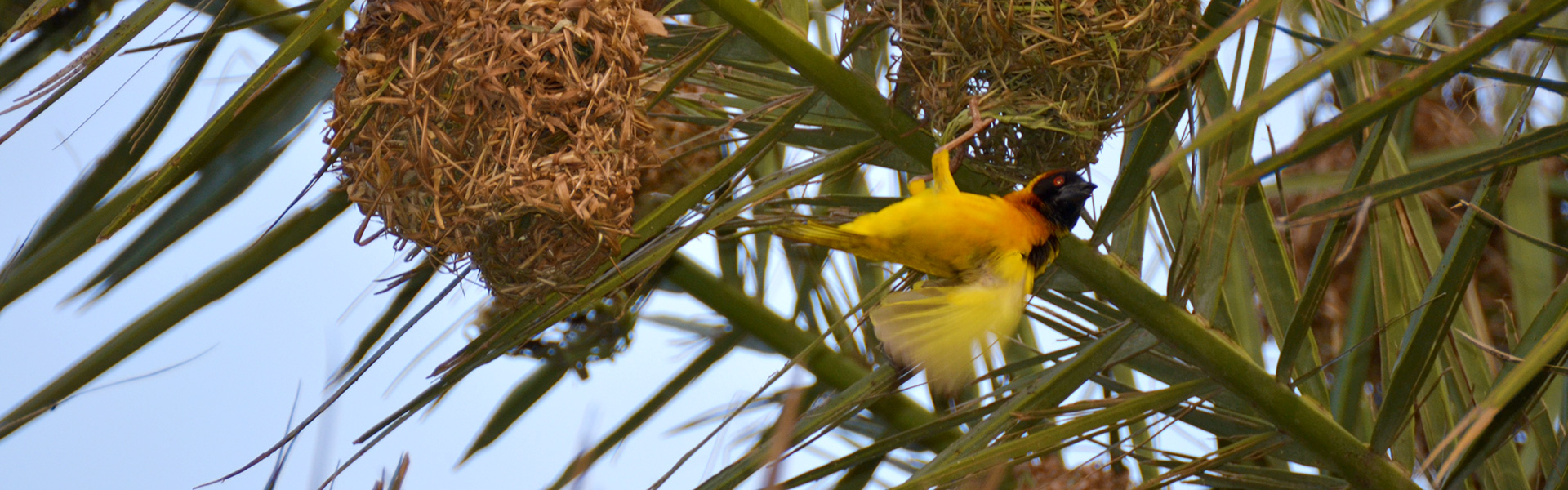 south-sudan-yellow-bird-nests
