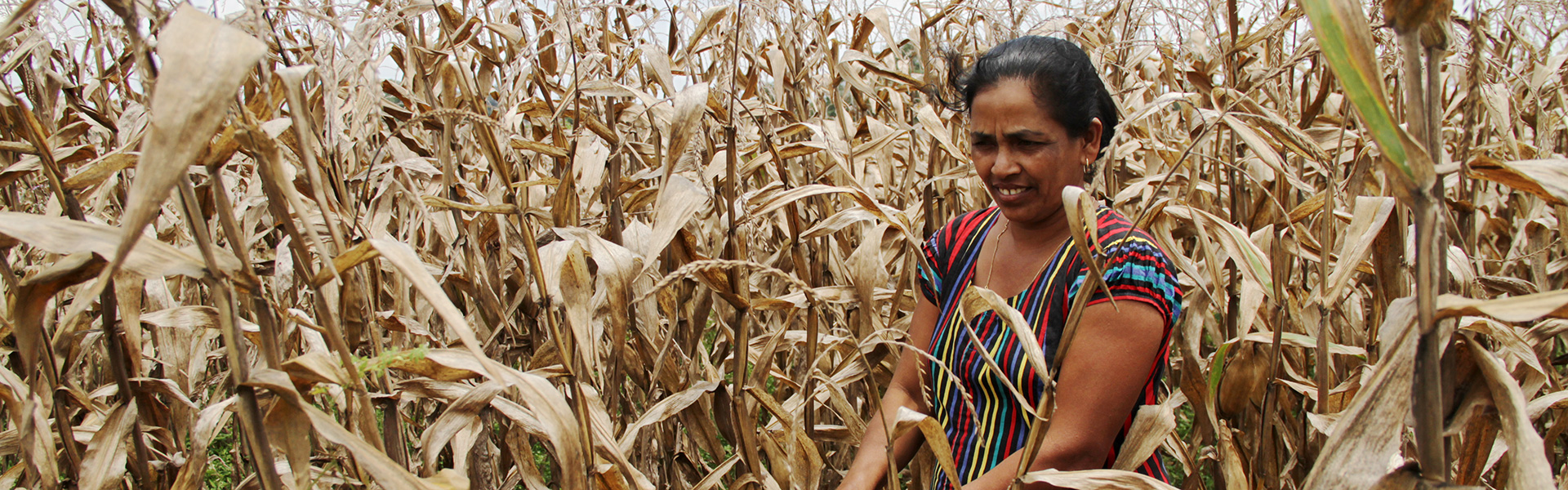 sri-lanka-cbo-corn-field-farmer