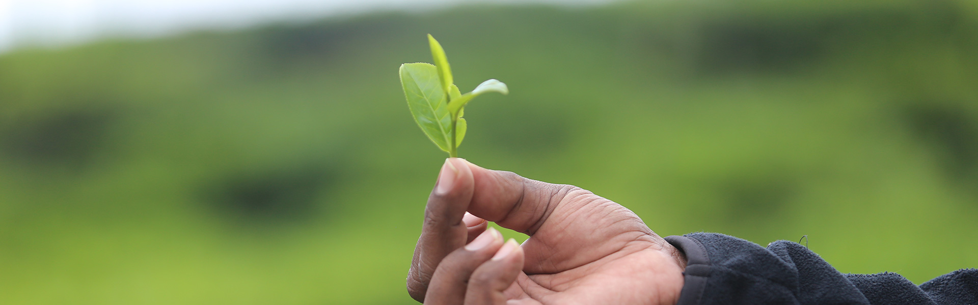sri-lanka-tea-leaf