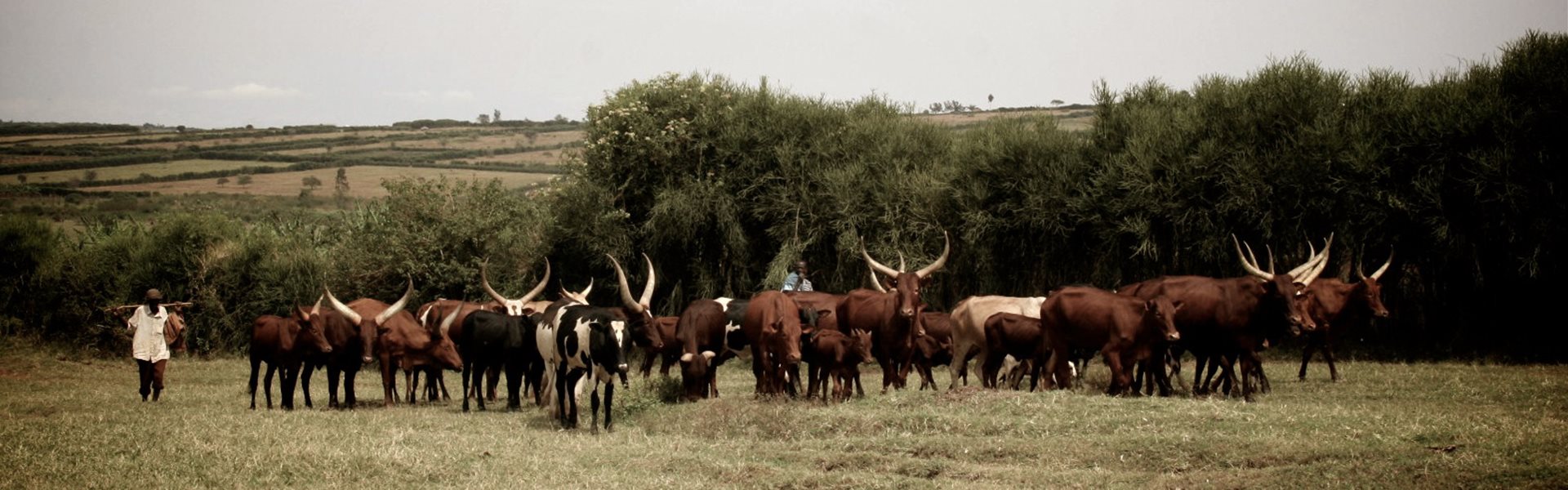 uganda-countryside-cattle
